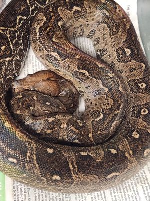 Leopard Boa