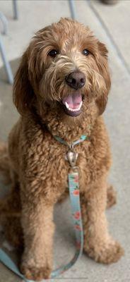 Layla- Goldendoodle Certified Therapy Dog