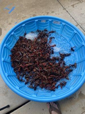 This was all the live crawfish from the 20lbs bag.