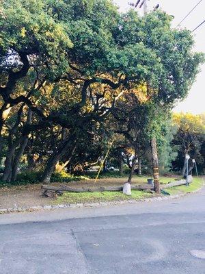 Along the creek, mini area under the trees