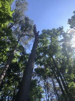 Removal of a 100' pine tree.