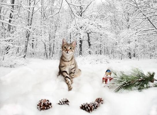 Cat holiday photography