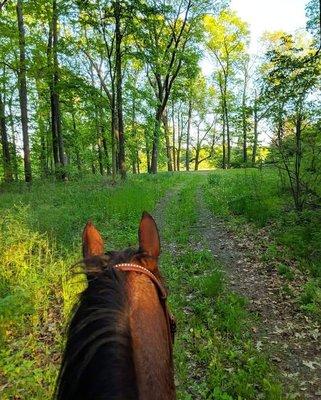 Trails out the back road