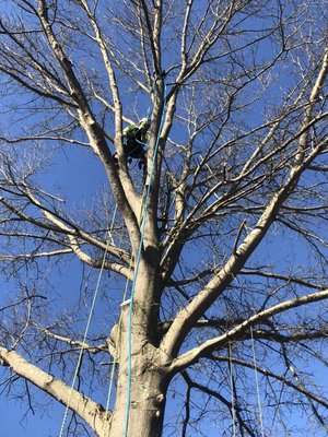 Pruning oak trees when they are dormant makes for a healthy tree for spring.