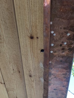 The hole & carpenter bee dead after I sprayed with pesticide.