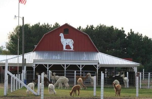 Loney's Alpaca Junction