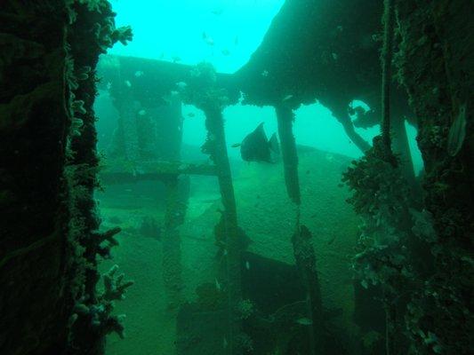 Diving on the "Aeolus" Shipwreck, many Spadefish and Sand Tiger Sharks are possible to see, along with millions of small baitfish.