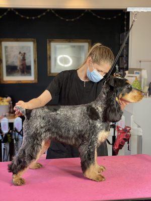 English Cocker Spaniel.