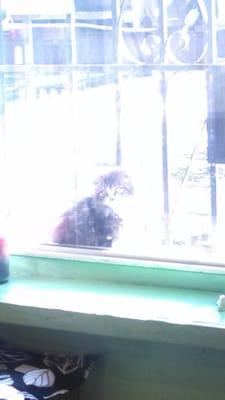 Baby kitty in the window. I love you.