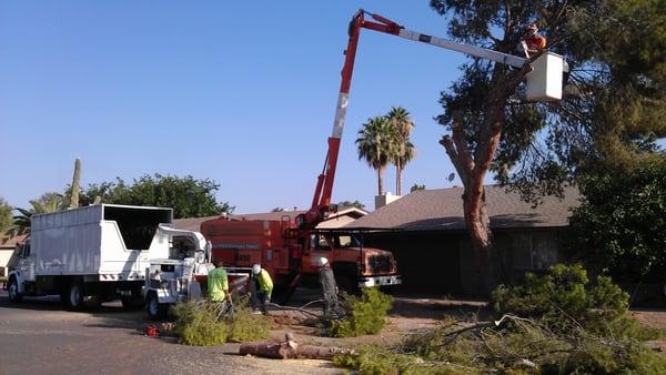 Removing a large pine tree in customers front yard