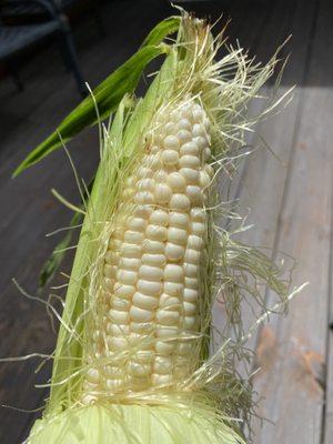 Silver Queen Corn