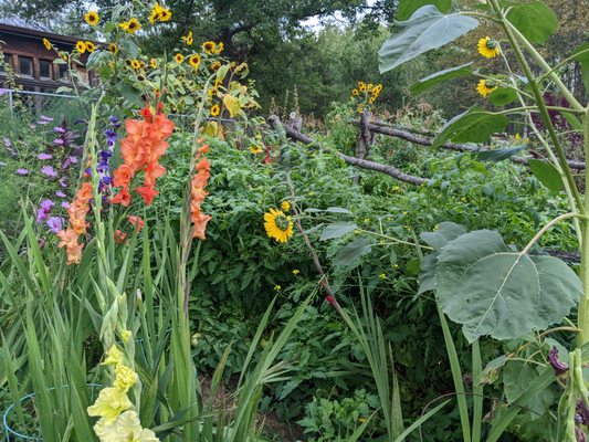 Nature gardening is the utilization of lots of different plants, mulching, and feeding the soil life.