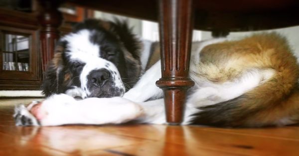 Winston (Saint Bernard)