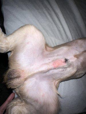 Dior's bacterial infection from this grooming salon!