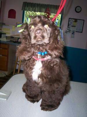 A beautiful little chocolate cocker in a pet friendly cocker cut.