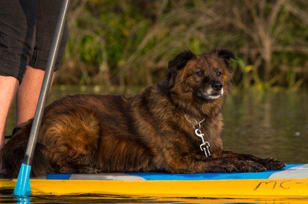 Cruising the Galien River on a stand-up paddleboard -- great for dogs, too!