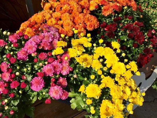 Fall Hardy Mums, all colors and all sizes!