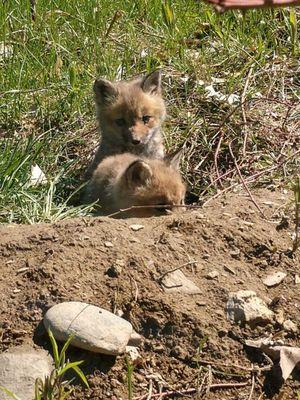 Baby foxes