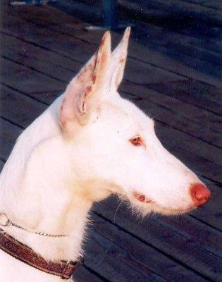 Pharaoh, my Ibizian hound, loved to see Dr Barry