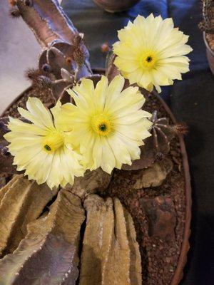 Cactus have some of the showiest blooms.