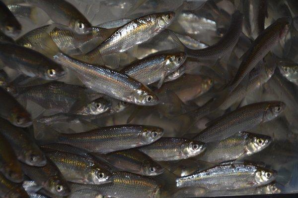 Golden Shiner Minnows