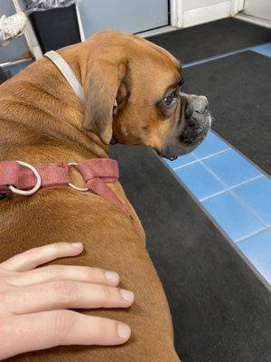 Automotive therapy dog