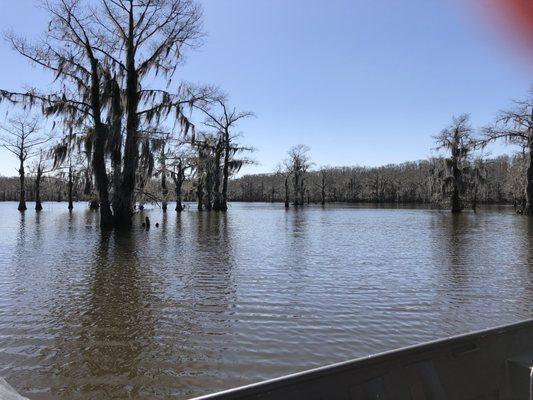 Caddo Outback Backwater Tours