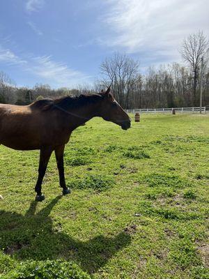 Gelding pasture