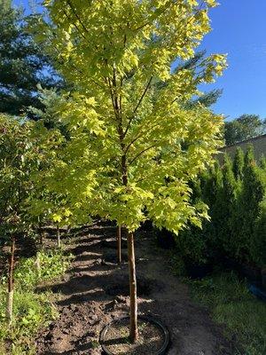 Autumn Blaze maple! Fast growing beautiful fall color too!