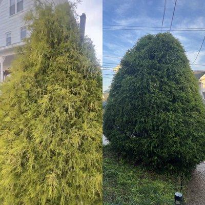 Lovely Hedge trimming Job for an amazing customer of mine.