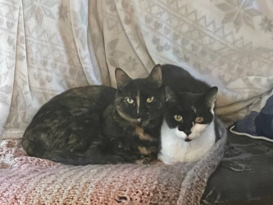 This is a picture of Bella and her beautiful sister jitterbug... They are inseparable