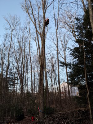 Gibbons Tree