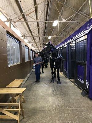 Inside he horse barn with the Percheron exhibition team from Young Living