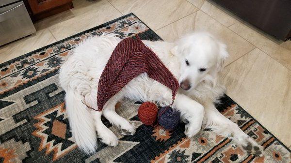 Bogie is helping with my knitting!