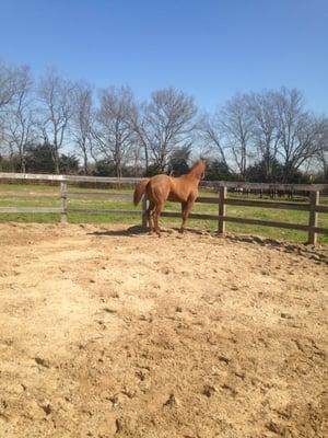 Marcotte Veterinary Clinic