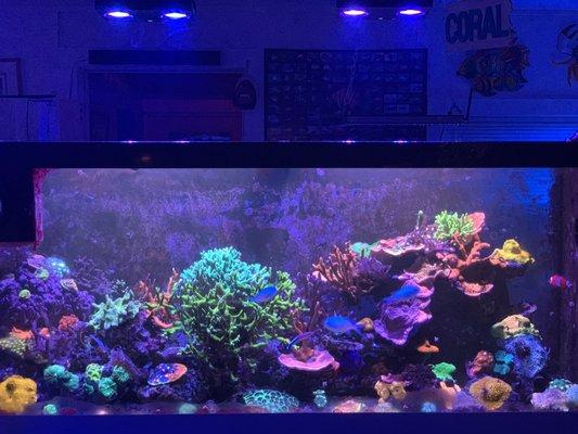 One of many show tanks !