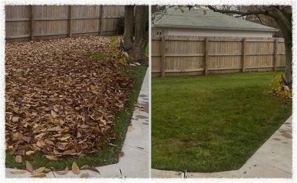 $50 leaf removal