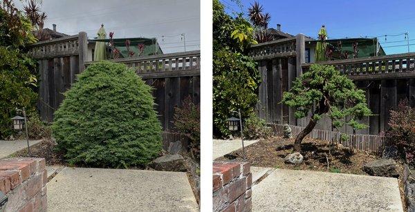 Canopy Care Holistic Pruning