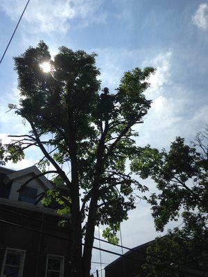 Reducing the size of a city tree on Fisk St. in Lawrenceville.