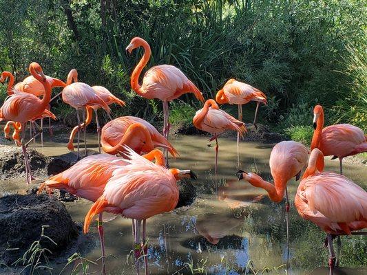 Fl-amazing flamingos!