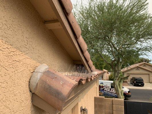 Bird spikes installed over garage side door, as pigeon deterrent