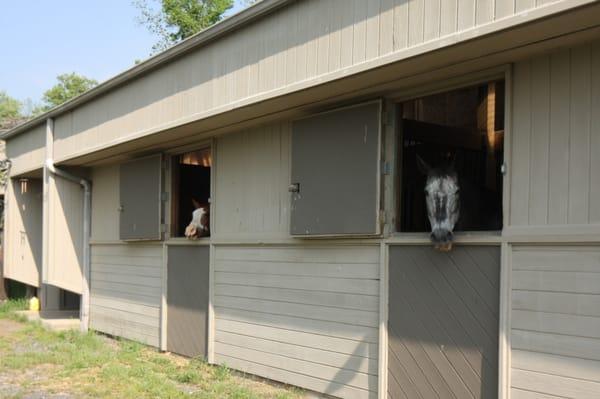 Stables