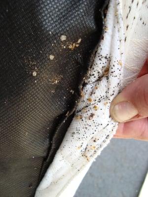 During a heat treatment this evidence was found on the box spring.