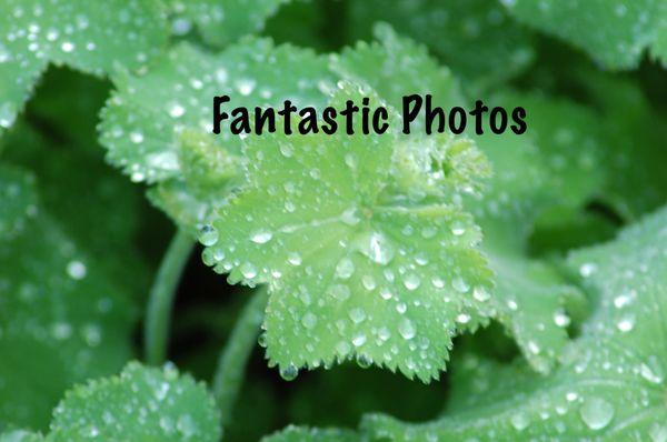 Plants and landscapes are particularly fun to photograph.