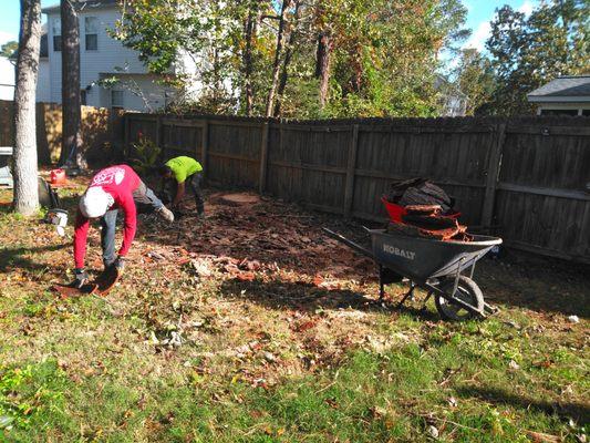 Pine Tree Removal- Clean-up of large tree debris