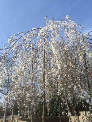 Four Seasons Landscaping Nursery