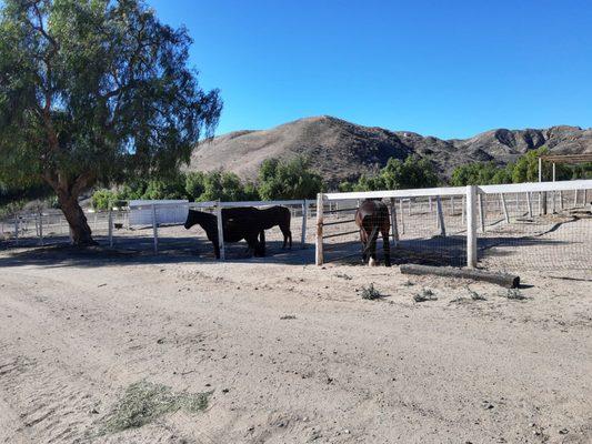 Happy horses enjoying some shade from the pepper trees.