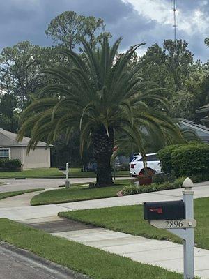 Palm tree