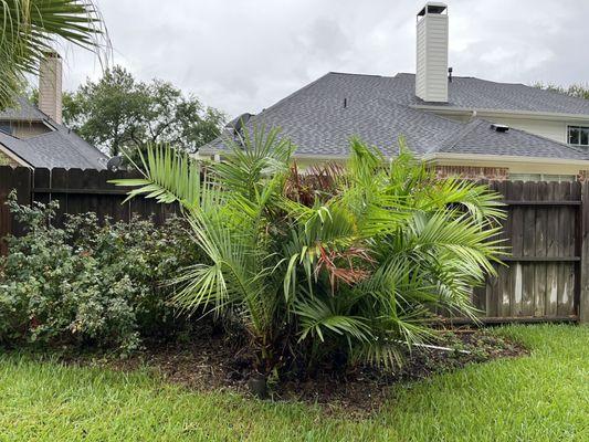 Before photo: palm tree bush that needed to be stump grounded