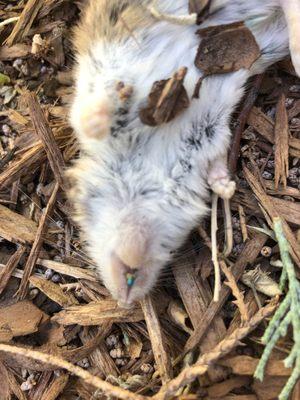 Deer Mouse ate my bait and died. Teeth were still blue from the wax block.